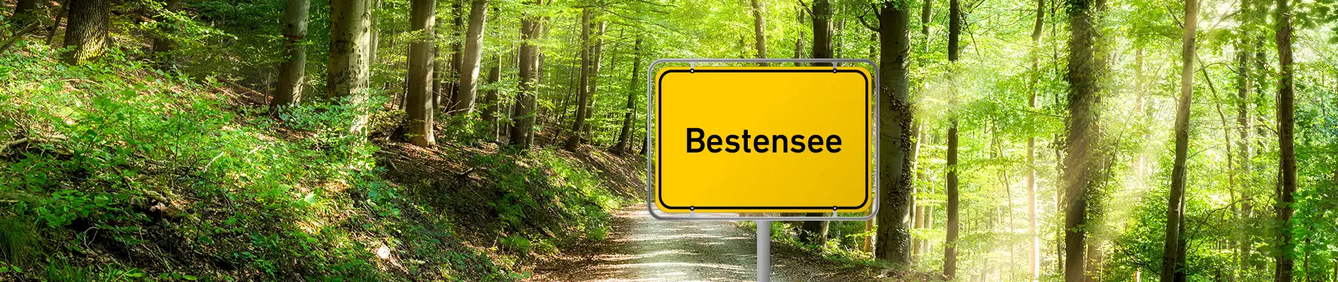 Grüner Wald im Frühling